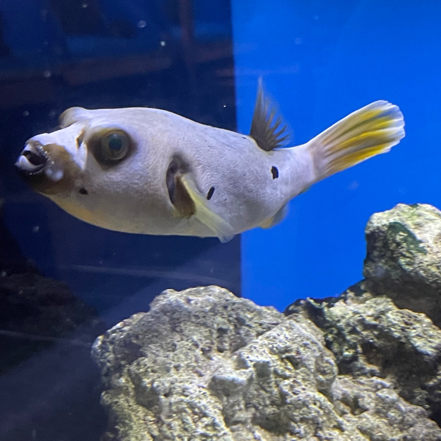 Yellow Belly Dogface Puffer Med