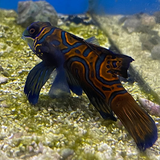 Green Mandarin Goby XLG