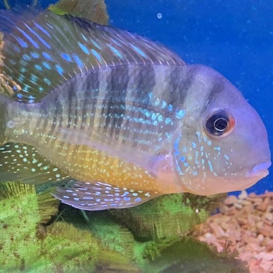 Cichlid Balzanii Reg