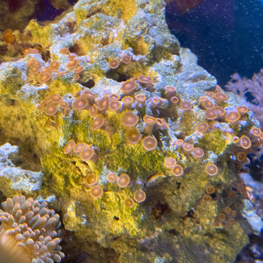Lg Zoa Rock Assorted