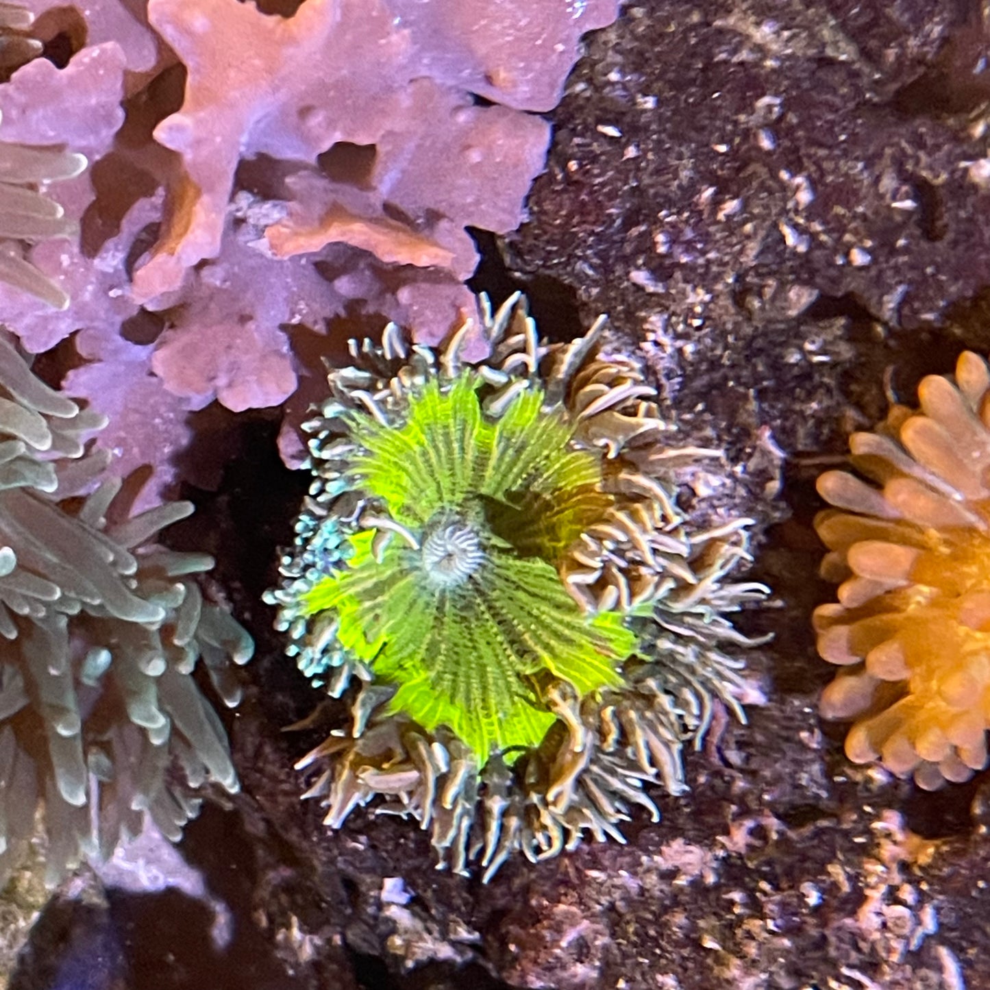 Rock Anemone Rock