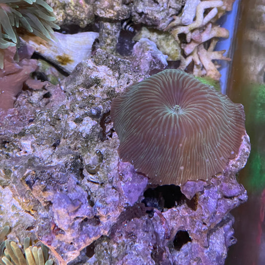 Med Mushroom assorted Rock