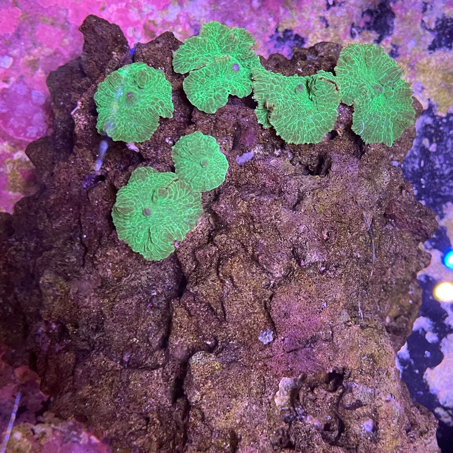 Green Mushroom Rock