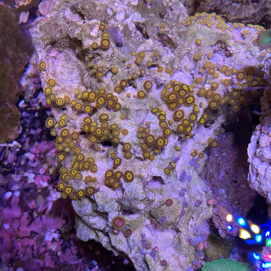 Lg Scramble Egg Zoa Rock