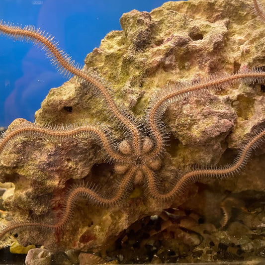 Black Brittle Starfish