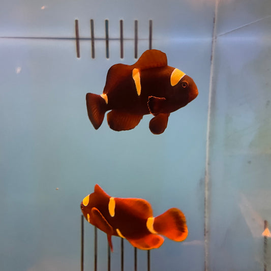 Yellowstripe Maroon Clown Pair