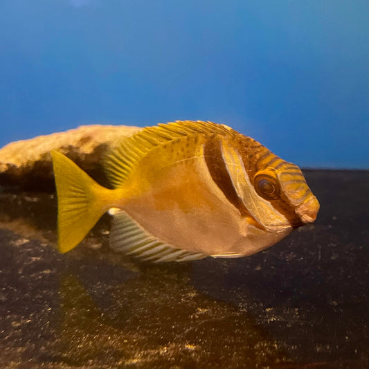 Scribbled Rabbitfish Med