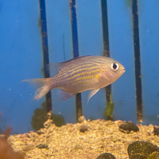 Chromis Lyretail Vanderbilt