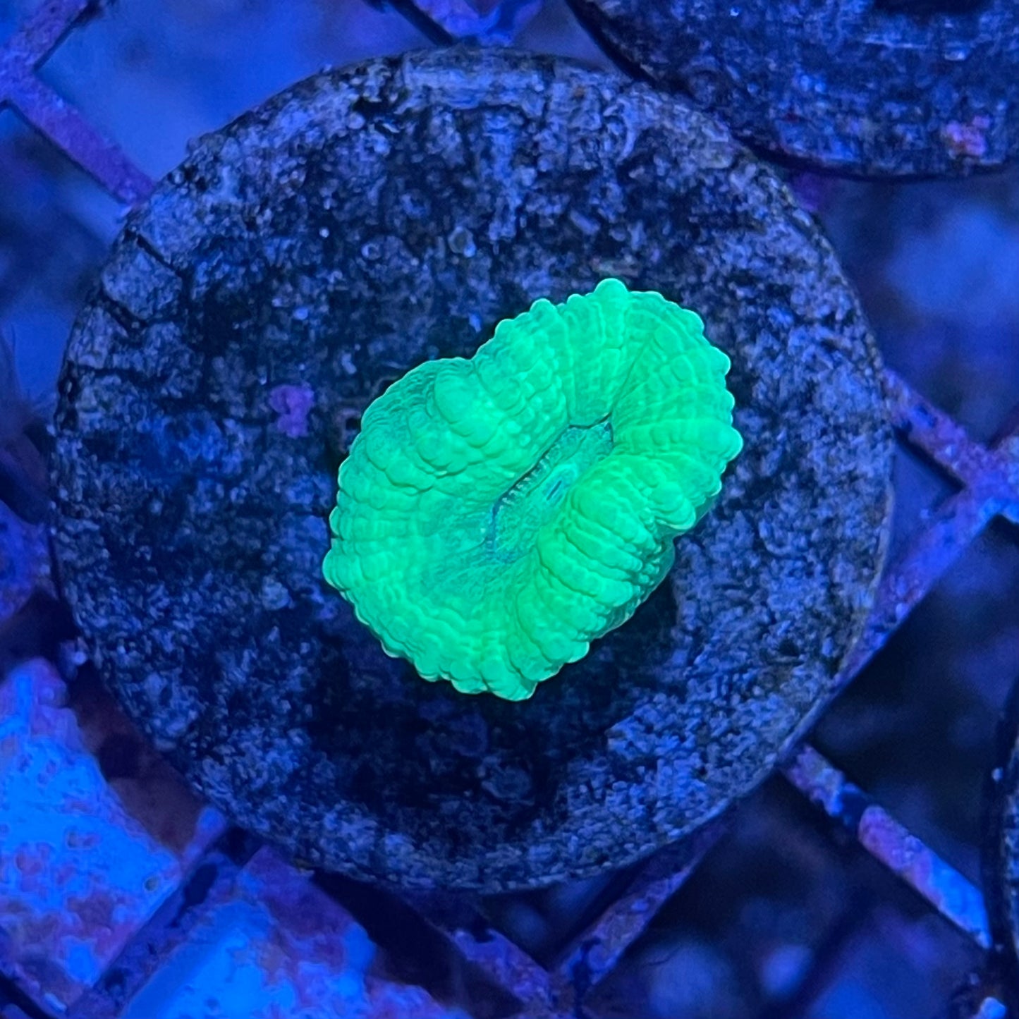 Lobo Brain Frag