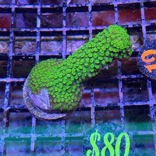 Green Slimer Acropora Med