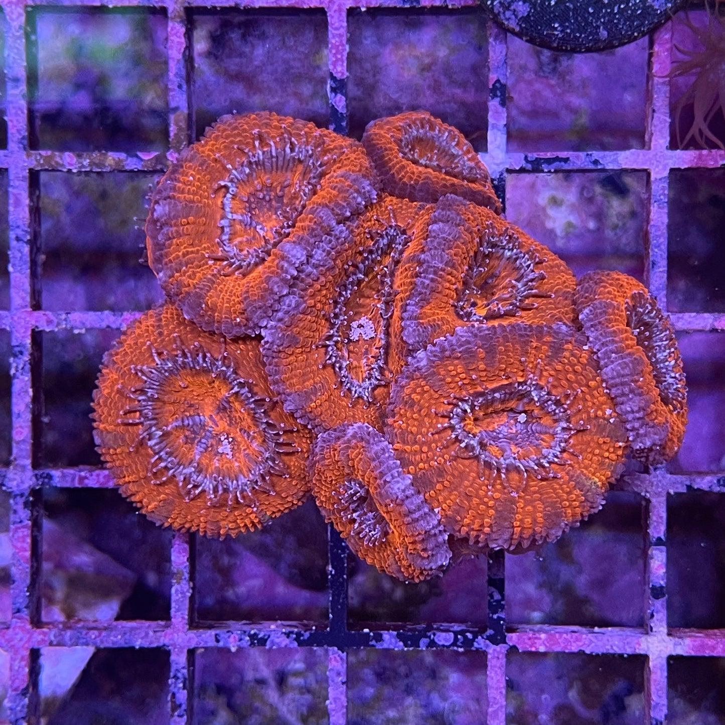 Acan Lordhowensis Single Color Sm