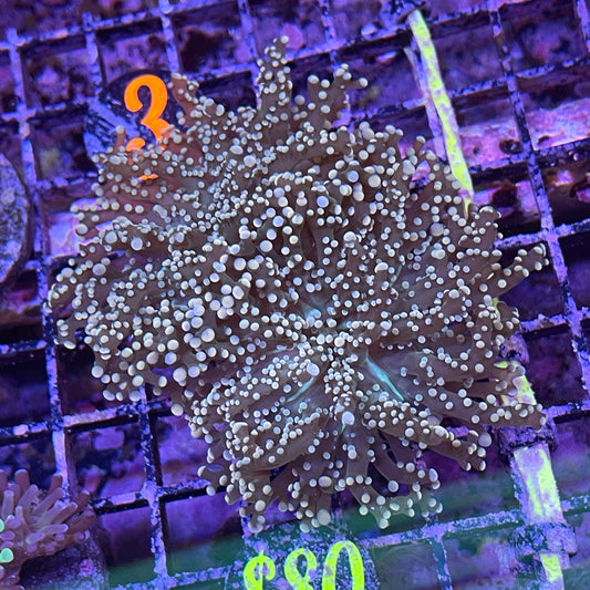 Mixed Euphyllia Frag