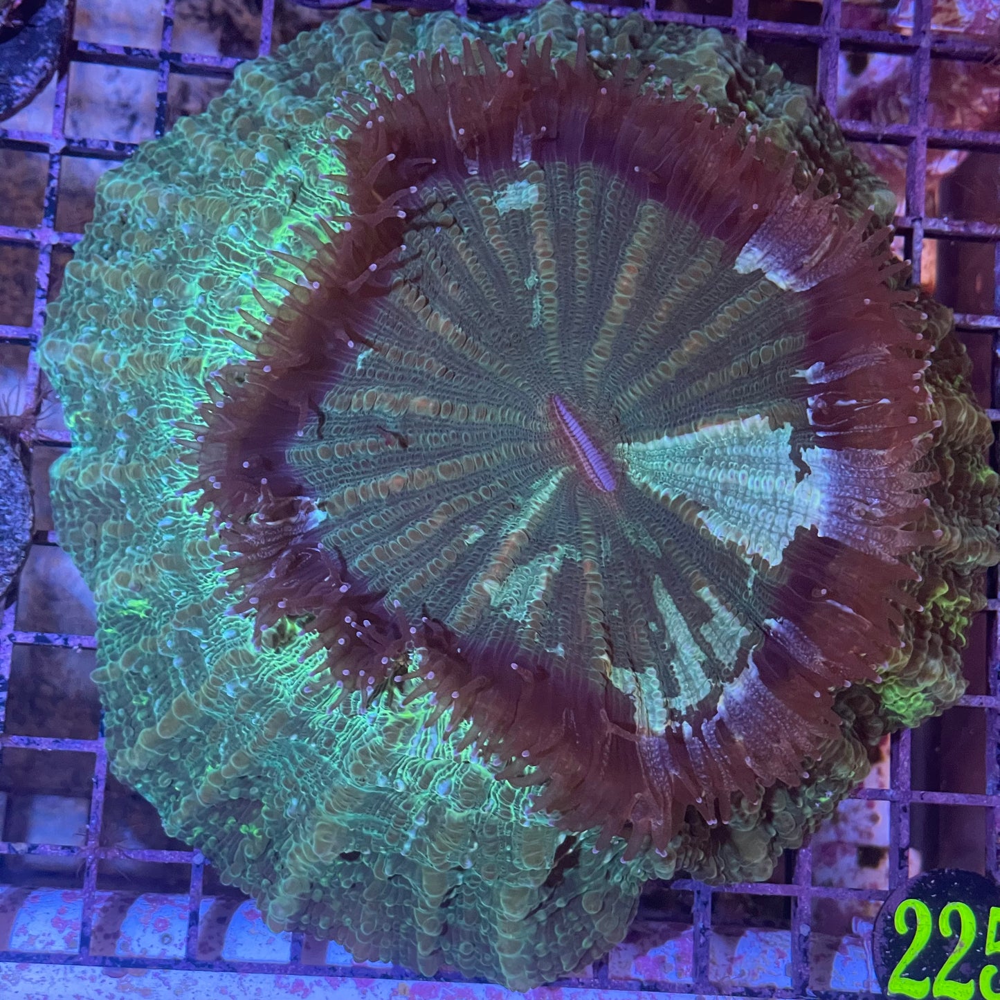 Acanthophylla Meat Coral