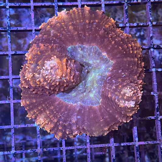 Symphyllia Ultra Bicolor