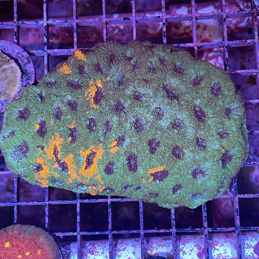 Echinata Neon Green Eye Med