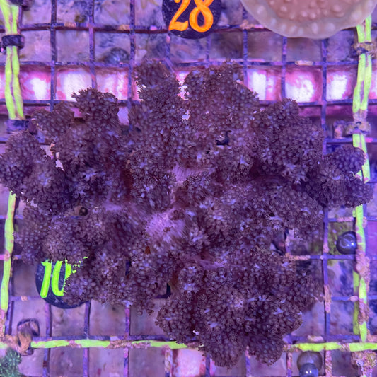 Colt Coral Med