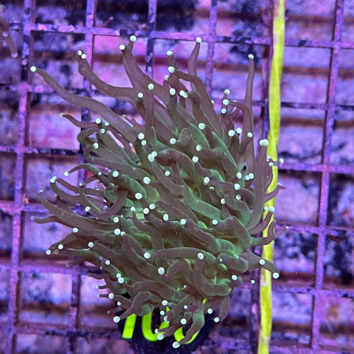 Torch Coral green Color Tip Indo Frag