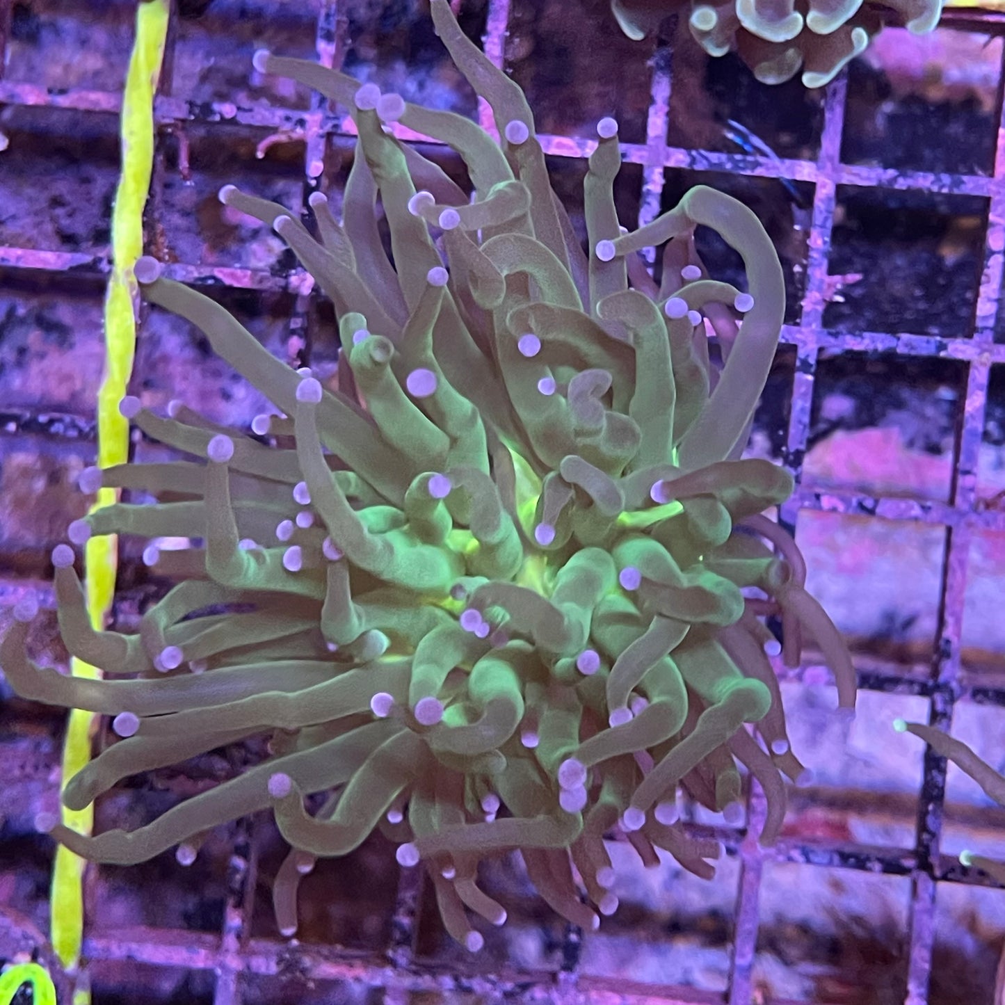 Torch Coral green Color Tip Indo Frag