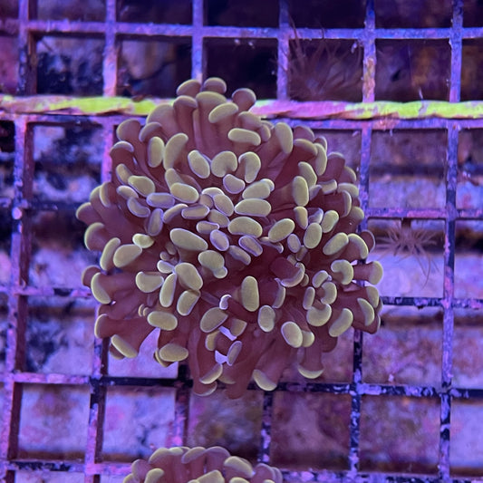 Hammer Branch Ultra Gold Frag
