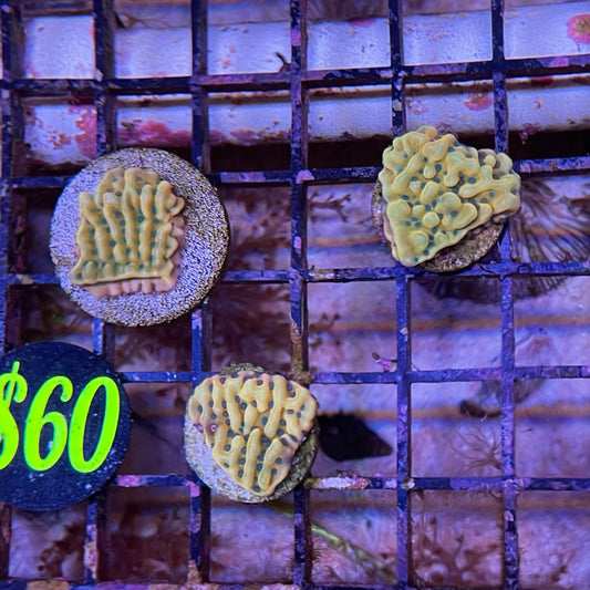 JF Beach Bum Montipora Frag