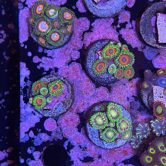 Premium Zoanthid Frags