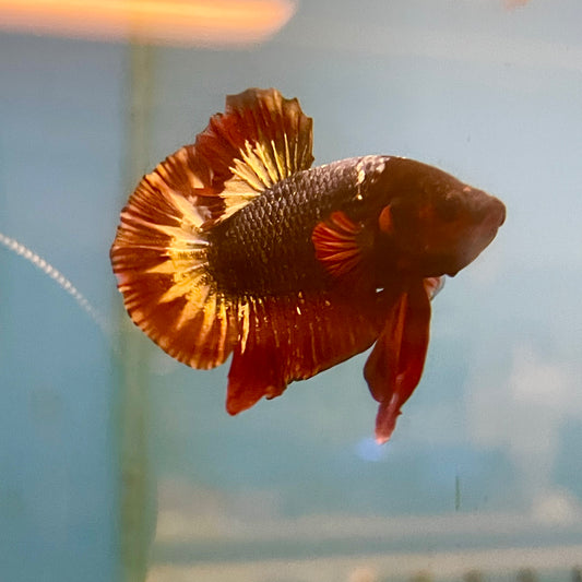 Red Star Plakat Male Betta