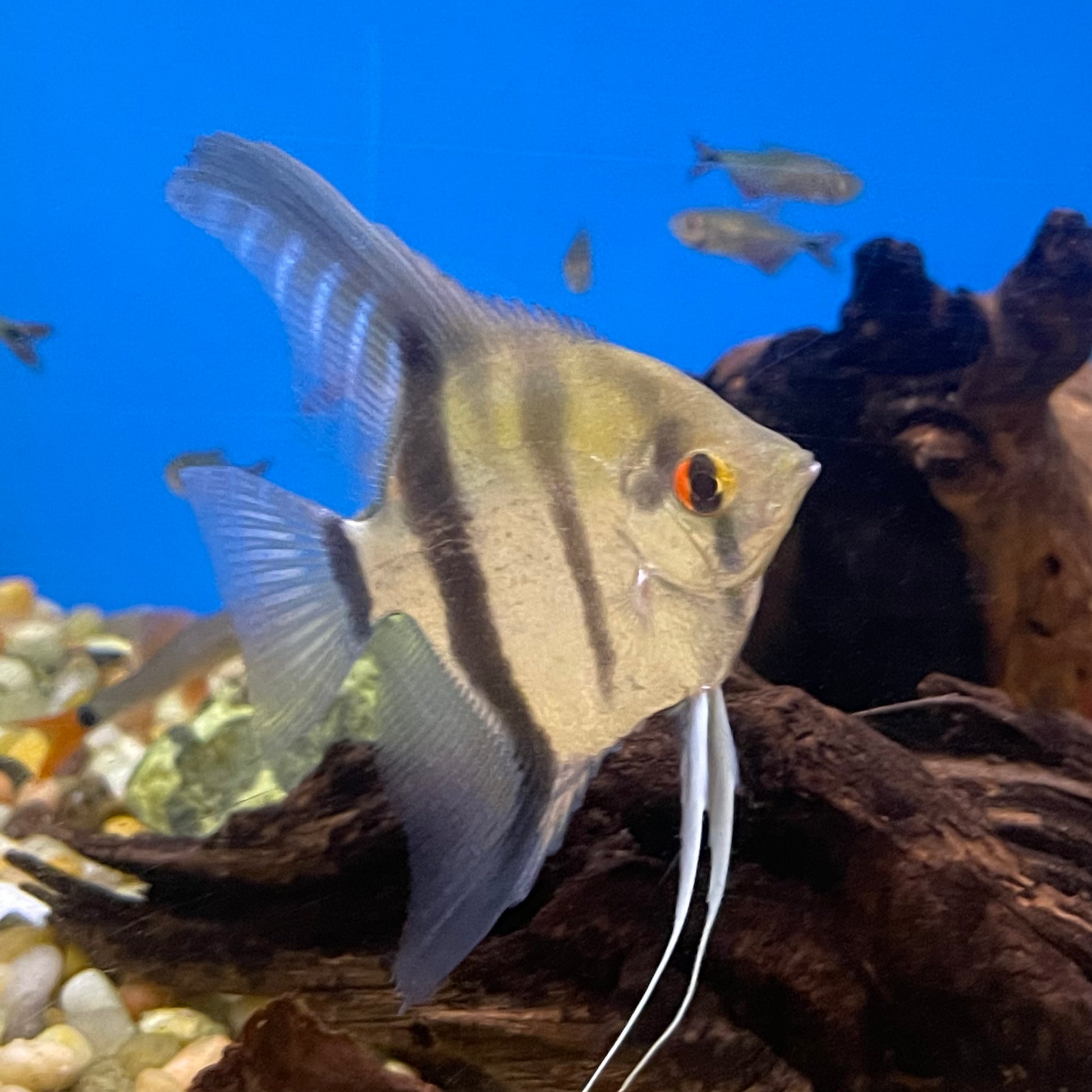 Angel Mixed Fancy Med. – Richmond Aquarium