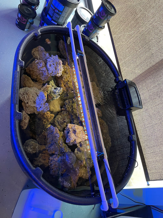 Item 31- Live Rock Tub**