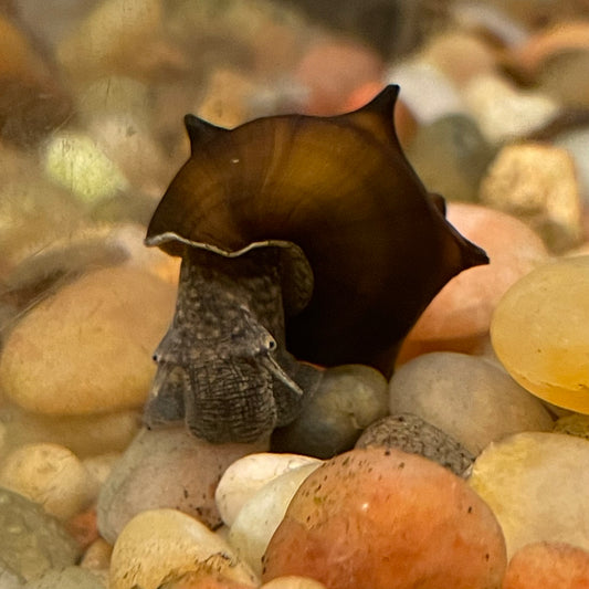 Pagoda Snail FW