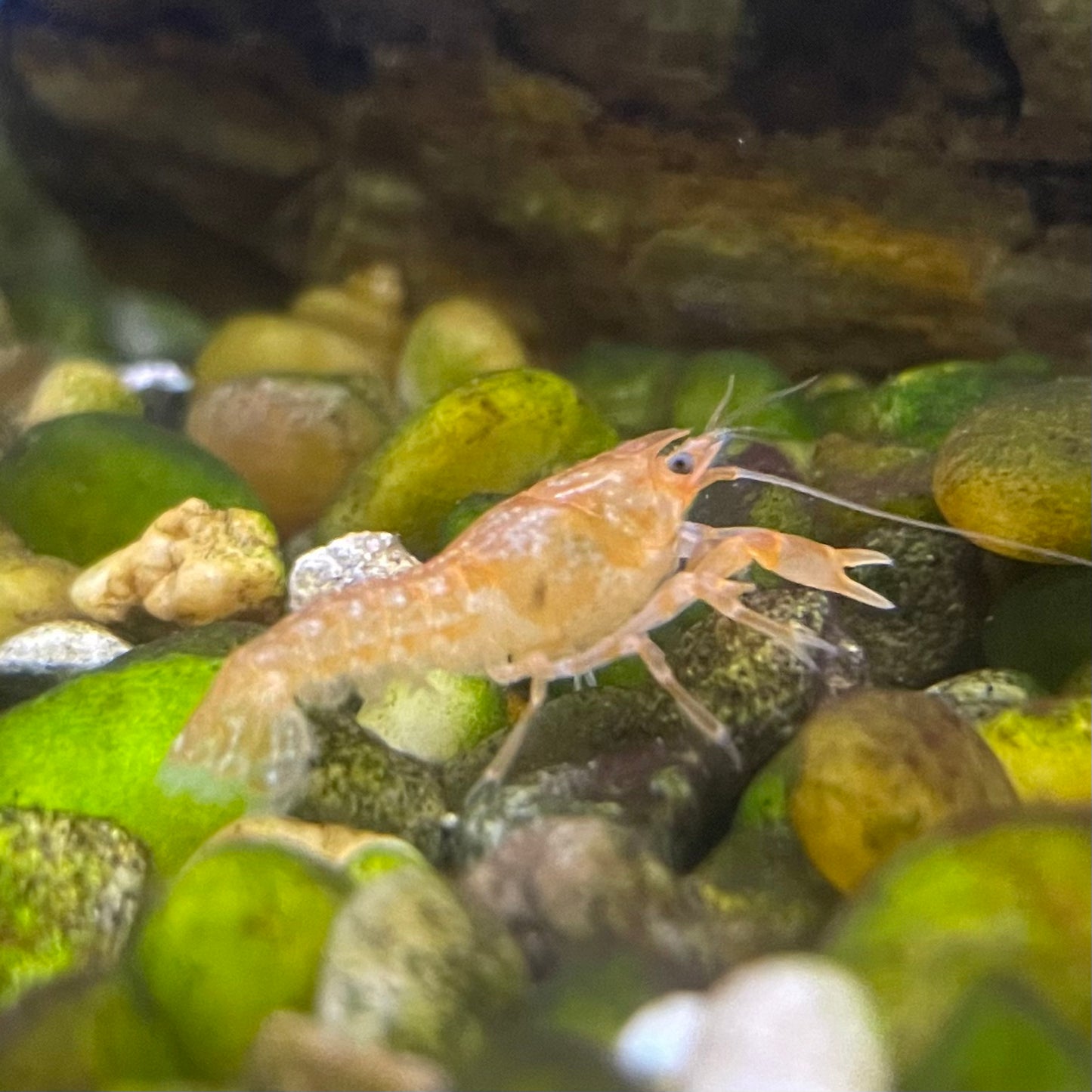 Dwarf Orange Mexican Lobster Reg