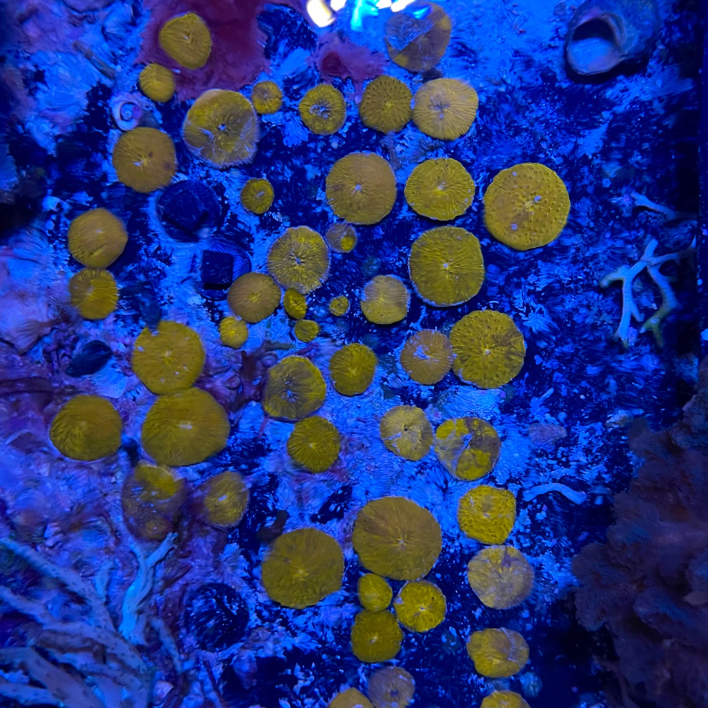 Orange Plate Fungia