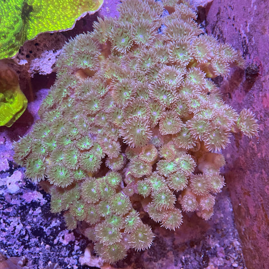 Duncan Coral Colony XXL