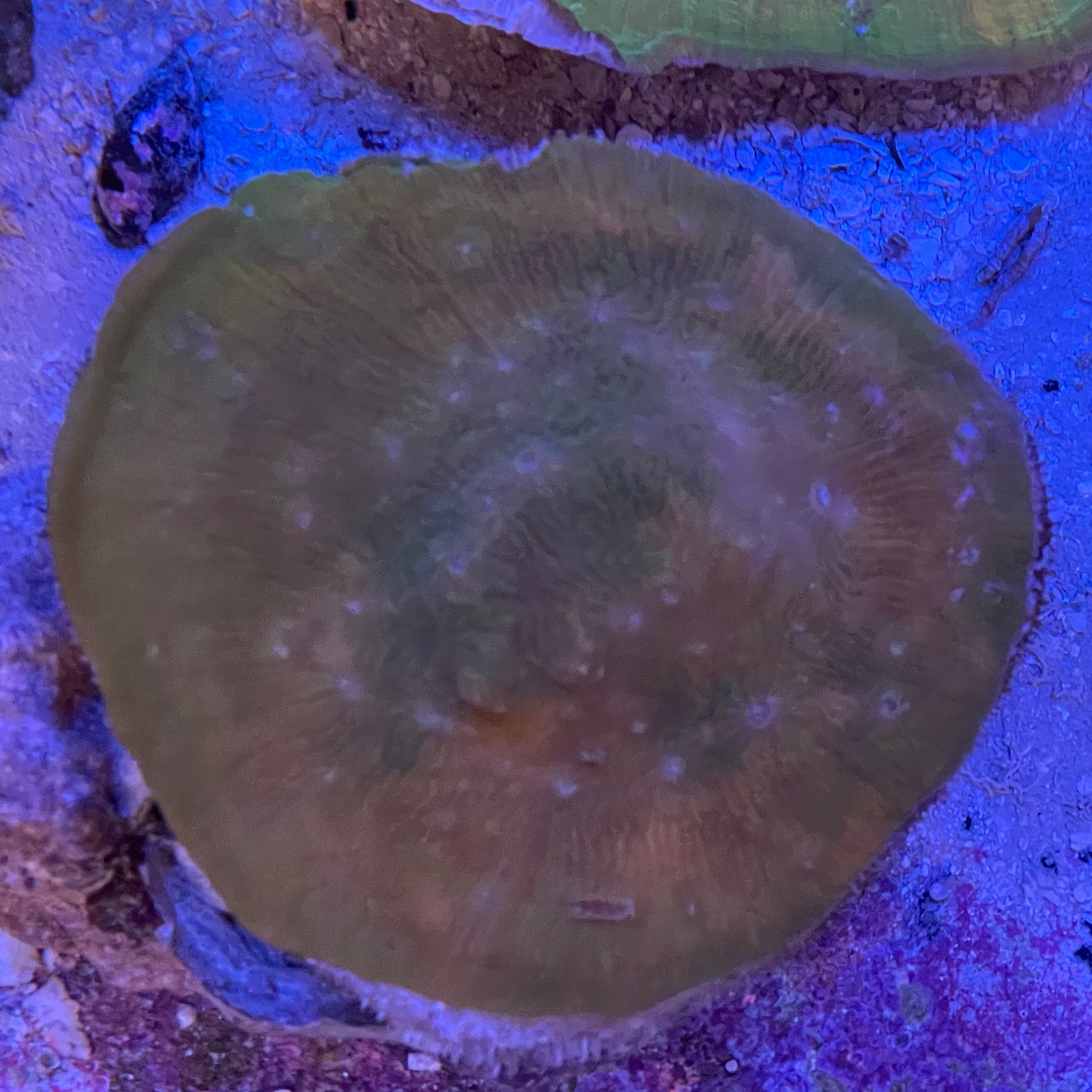 Green Chalice Coral