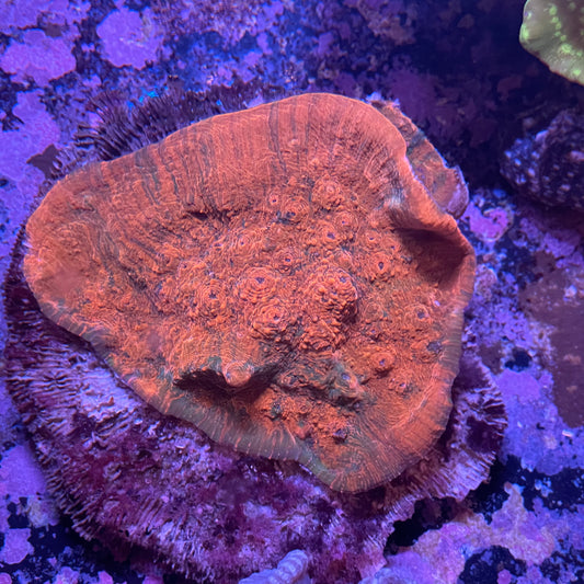 Red and Green Chalice Sm