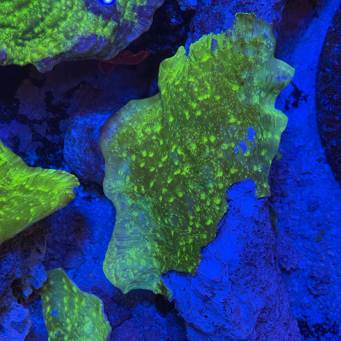 Green Leptoseris Coral