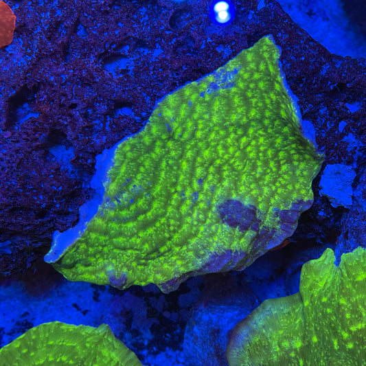 Green Leptoseris Sm
