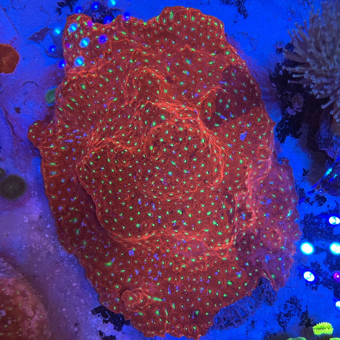 Christmas Favia Coral XXL