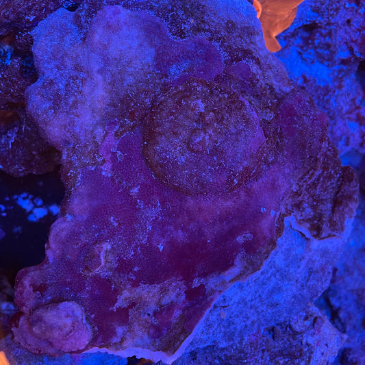 Purple Encrusting Coral