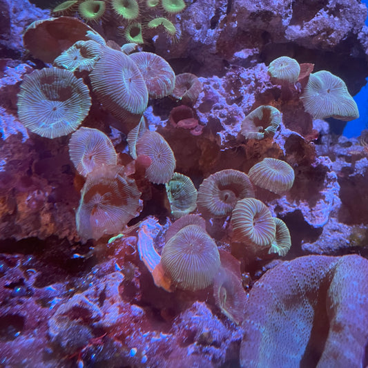 Green Mushroom Rock
