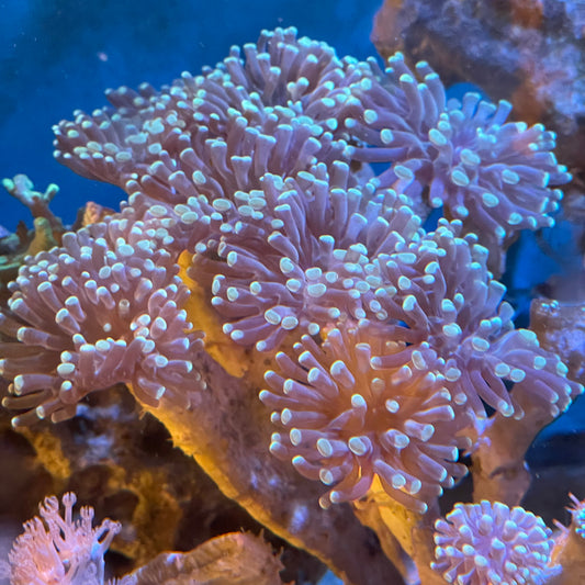 Hammer/Frogspawn Coral Per Head