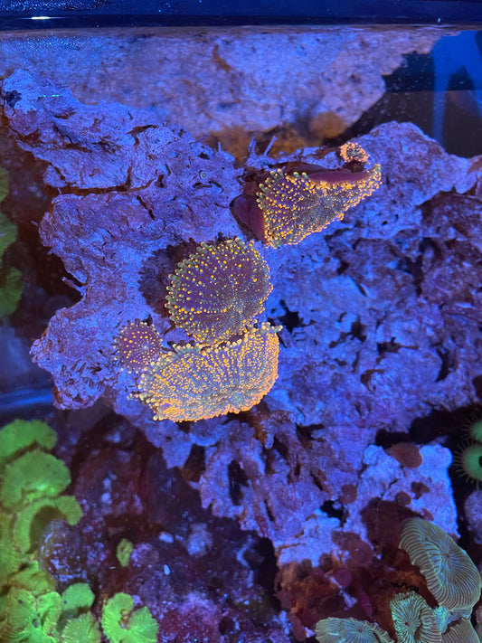 Orange Mushroom Rock
