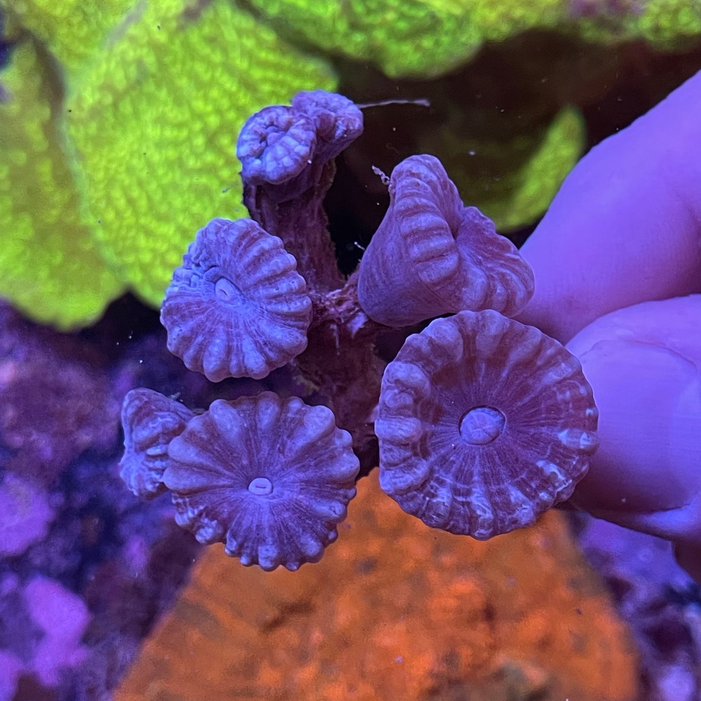 Blue Stripe Trumpet Coral Colony