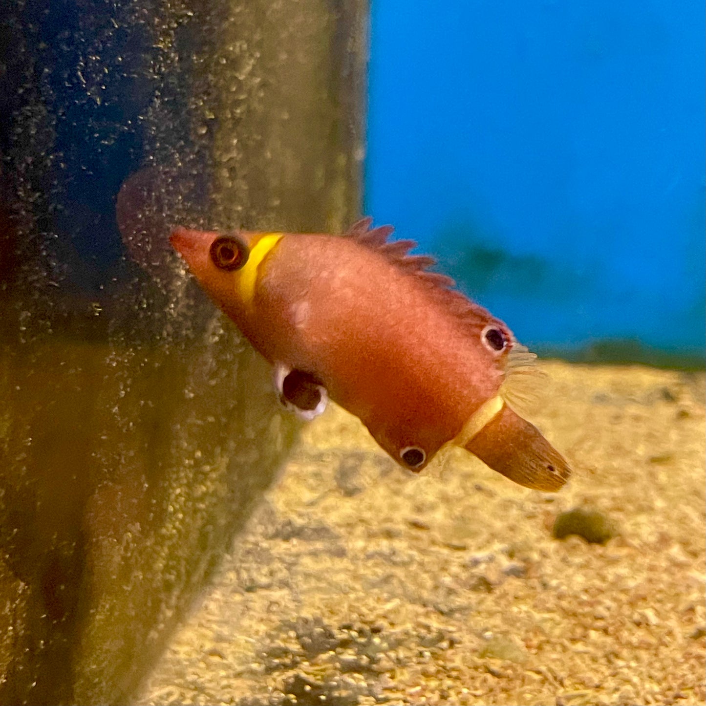 Yellow Banded Possum Wrasse