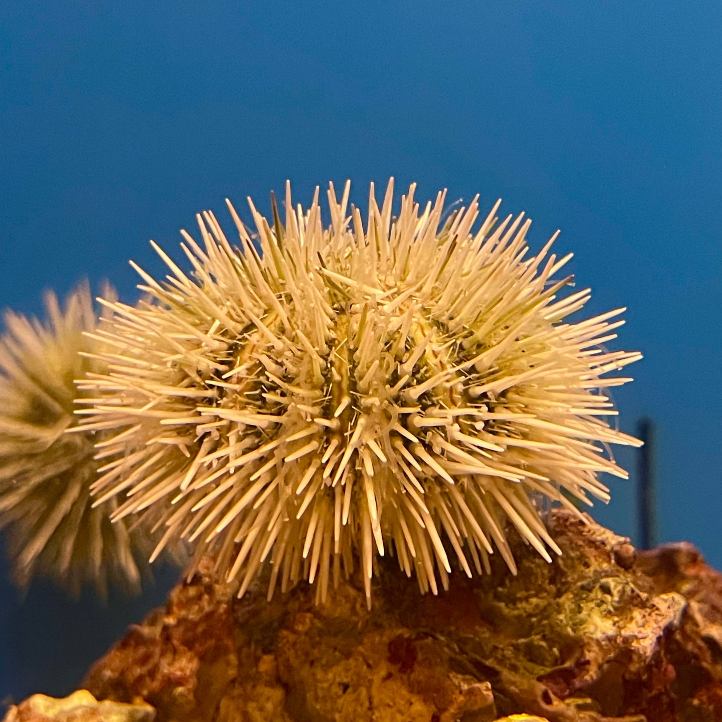 Pincushion Urchin