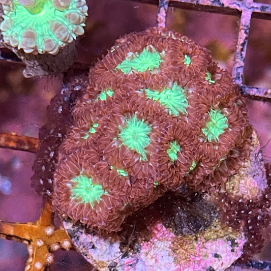 Blatomussa Wellsi Frag