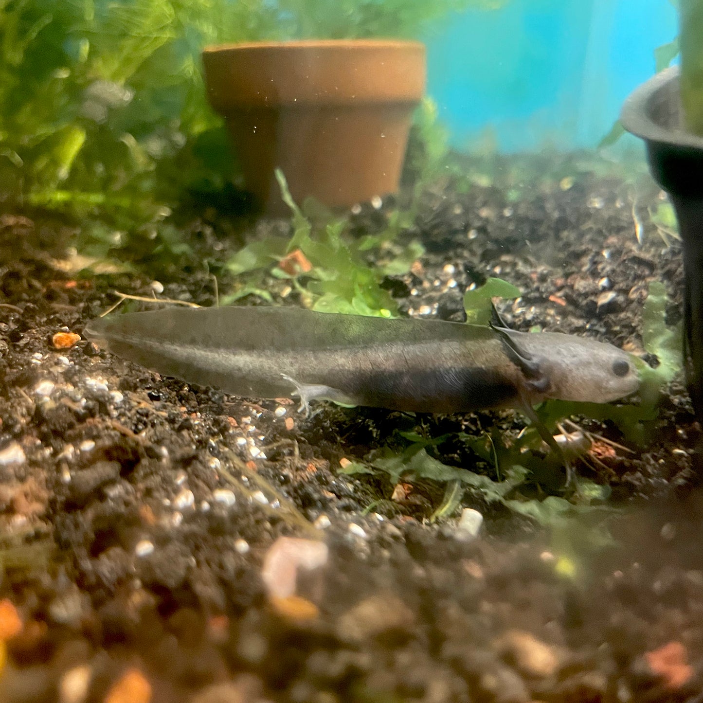 Axolotl Wild Type/GFP 1-1.5"