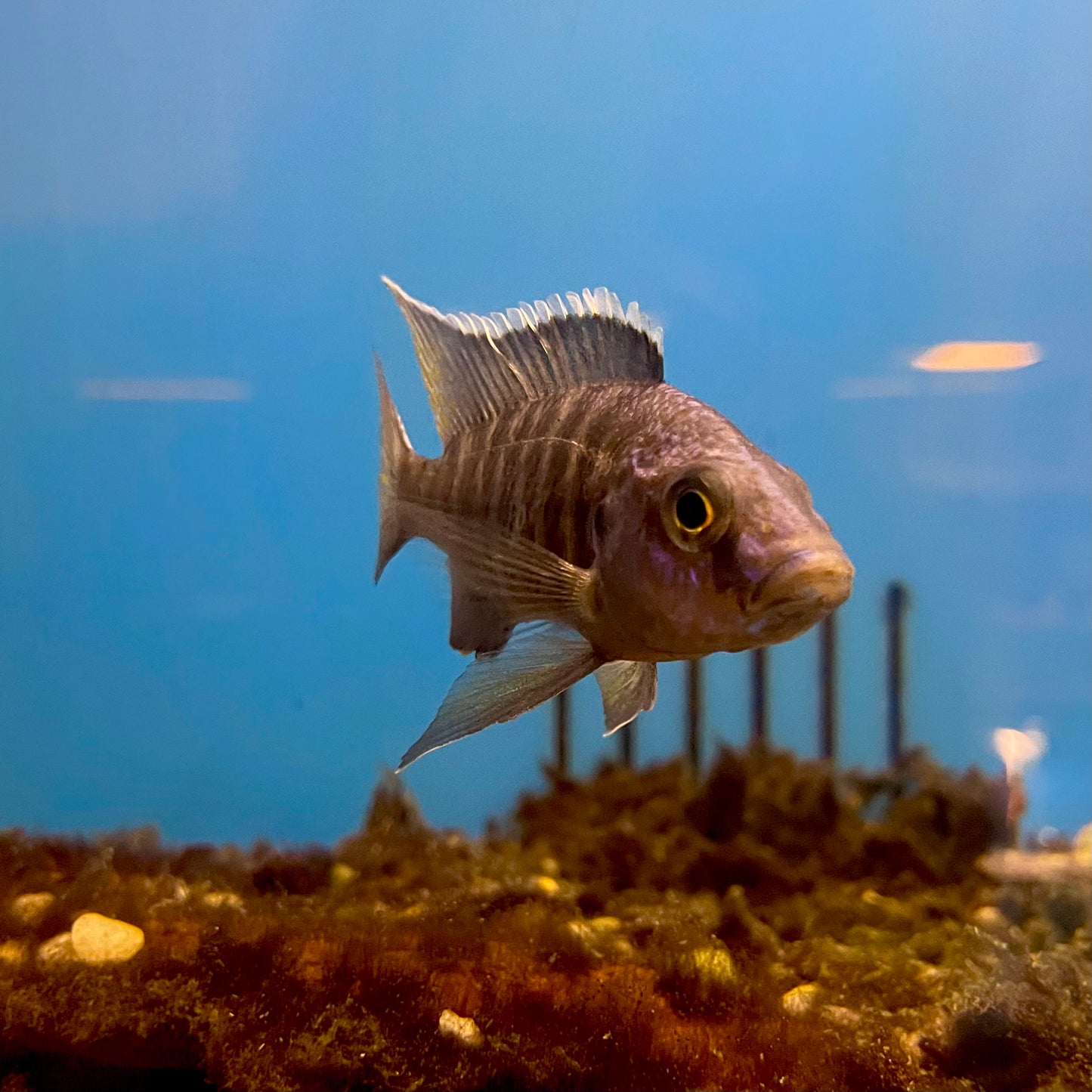 Peacock Cichlid XLG