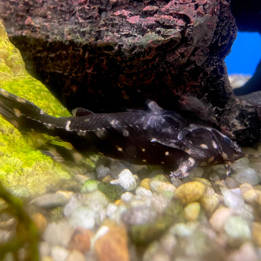 Raphael Catfish Lg