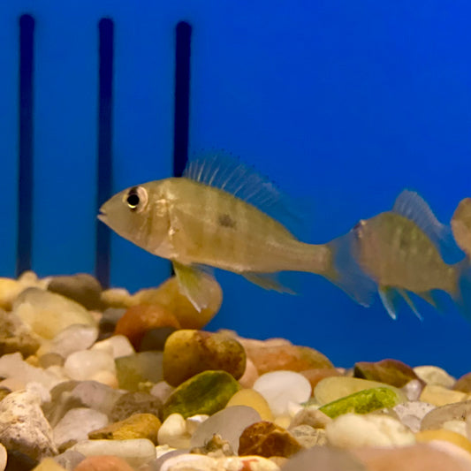 Cichlid Geophagus Red Head Tapajos
