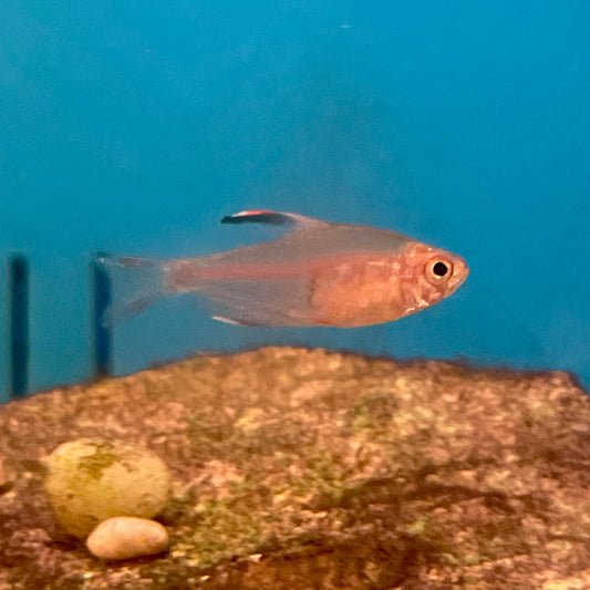 Tetra White Fin Rosy Reg.